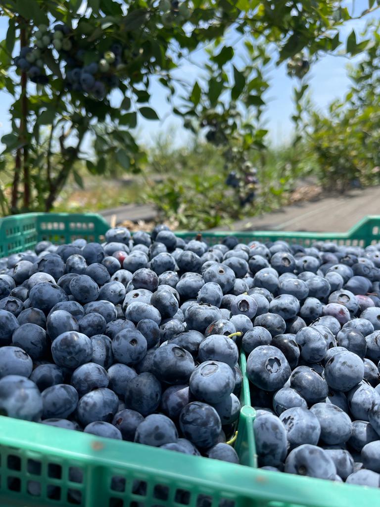 Berries Lomas De Vasquez10