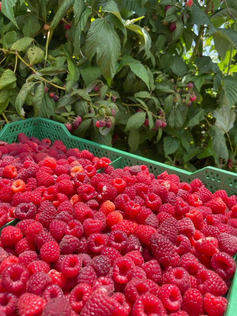 Berries Lomas De Vasquez11