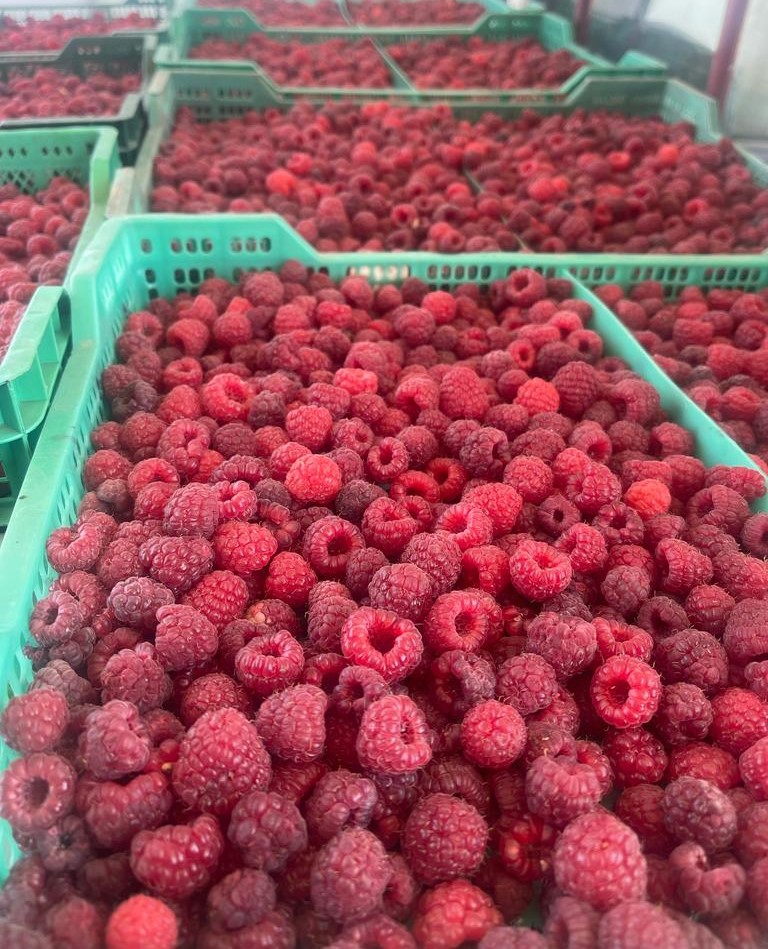 Berries Lomas De Vasquez12