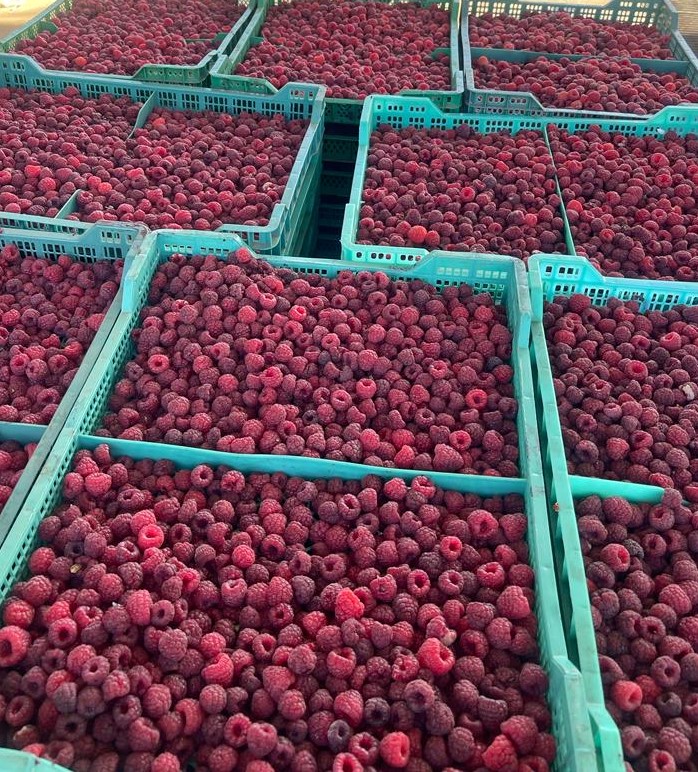 Berries Lomas De Vasquez18