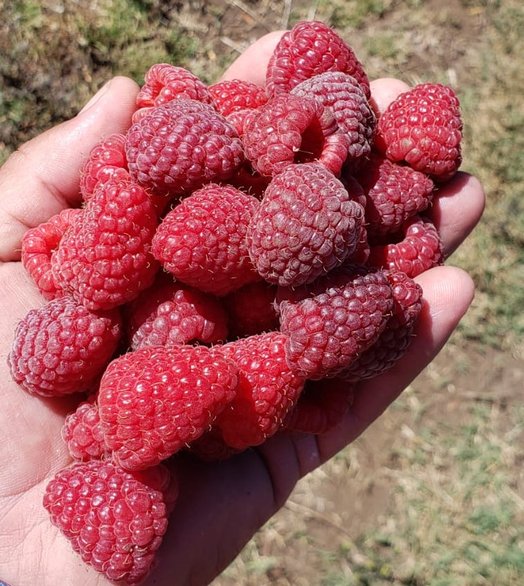 Berries Lomas De Vasquez1b
