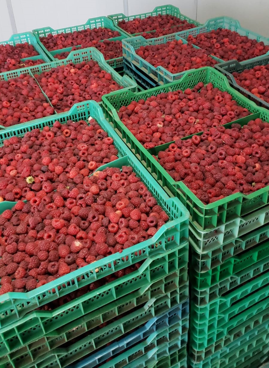 Berries Lomas De Vasquez2