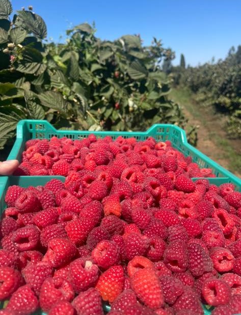 Berries Lomas De Vasquez3