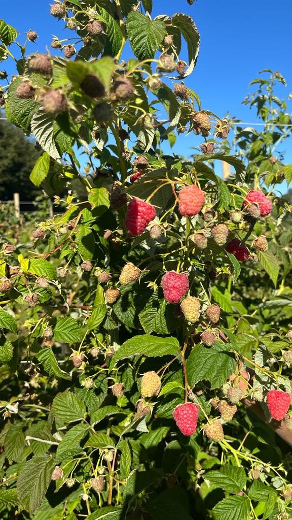 Berries Lomas De Vasquez3