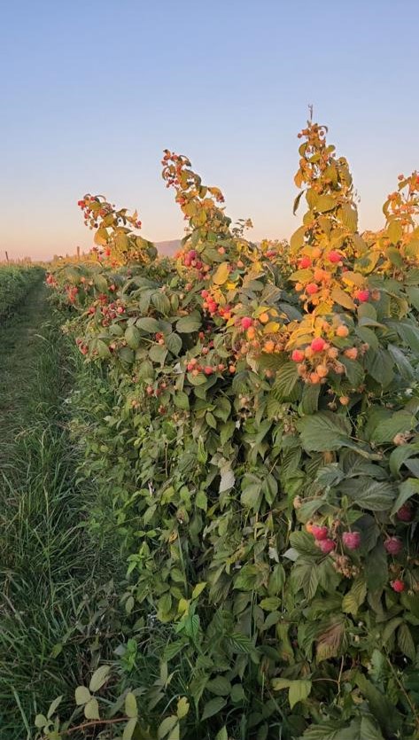 Berries Lomas De Vasquez4