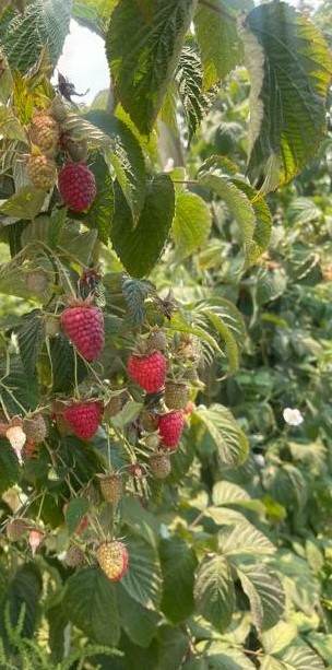 Berries Lomas De Vasquez5
