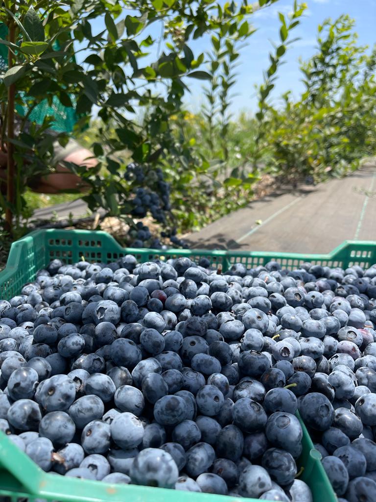 Berries Lomas De Vasquez6