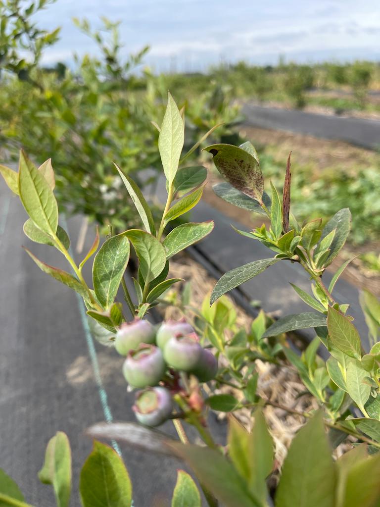 Berries Lomas De Vasquez7