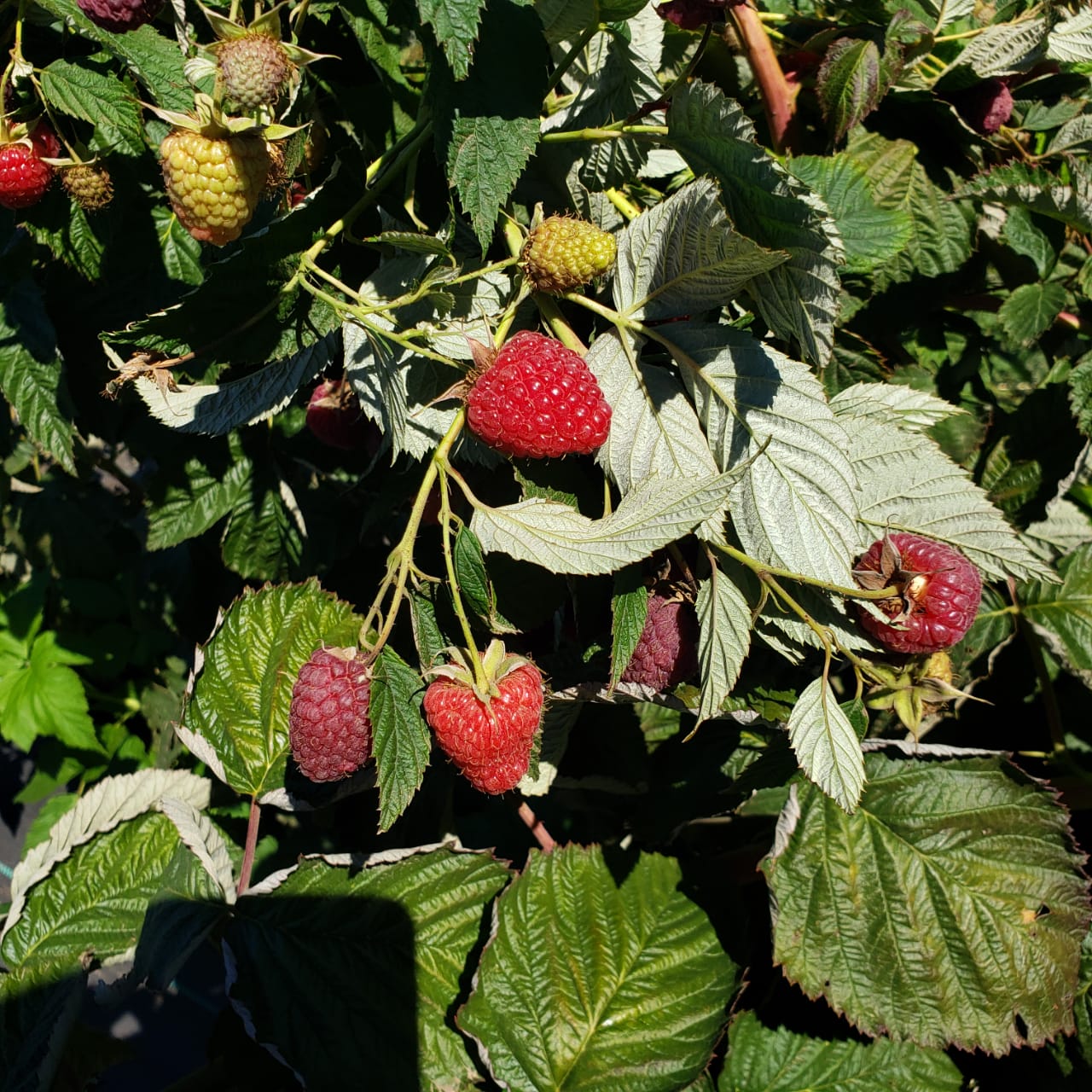 Berries Lomas De Vasquez7