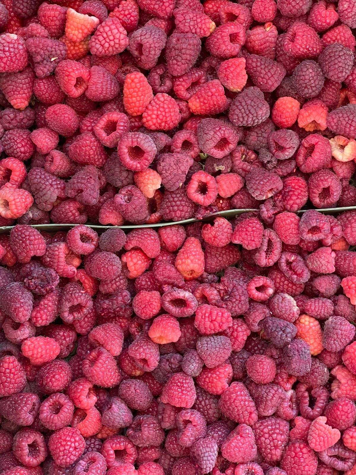 Berries Lomas De Vasquez8