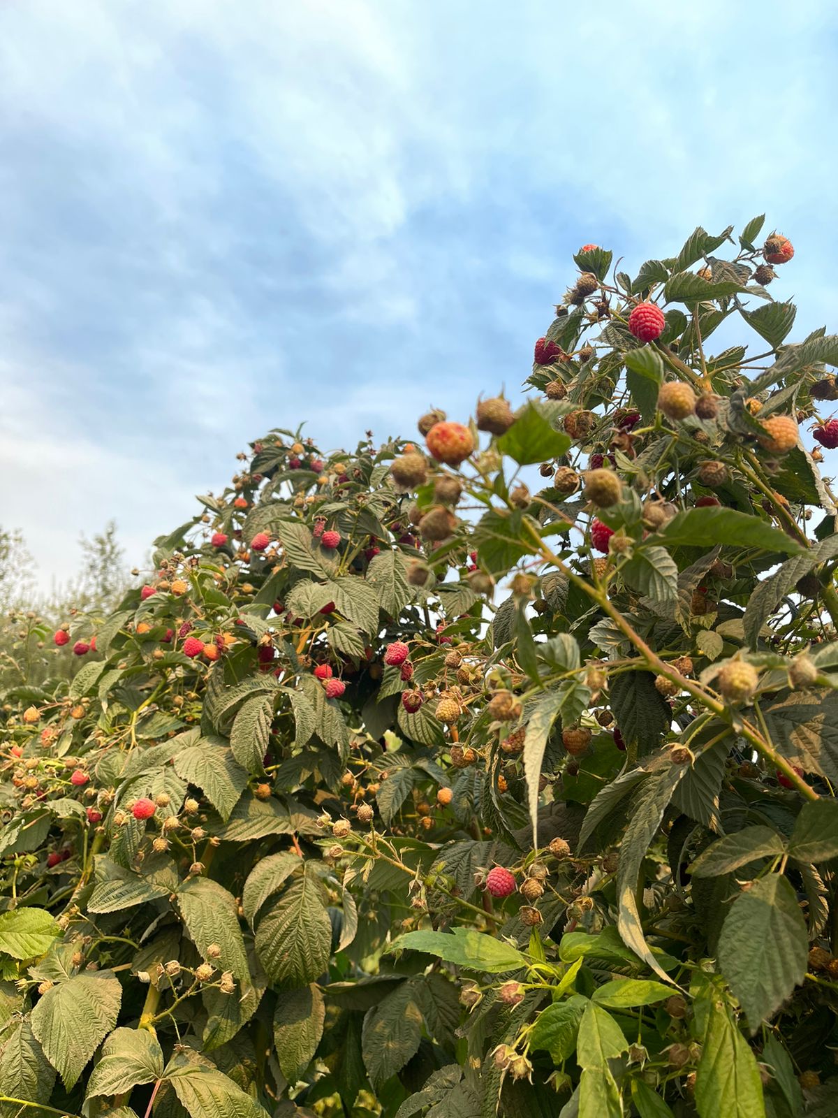 Berries Lomas De Vasquez9